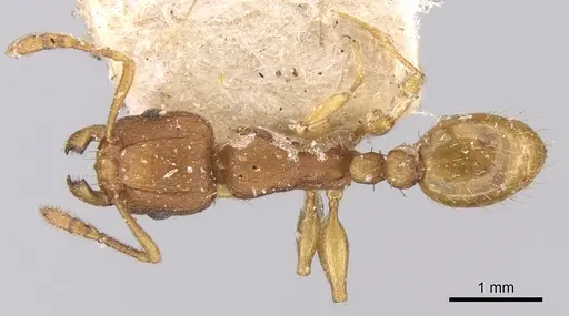Tetramorium delagoense - CASENT0906131