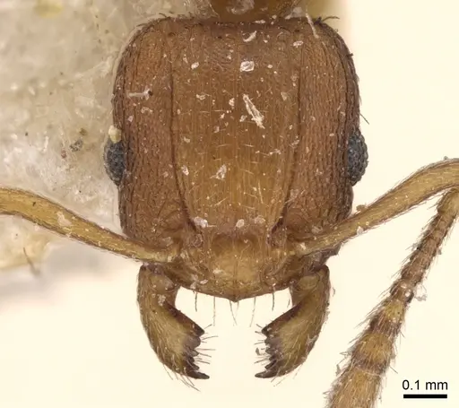Tetramorium delagoense - CASENT0906131