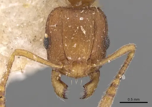 Tetramorium delagoense - CASENT0906131