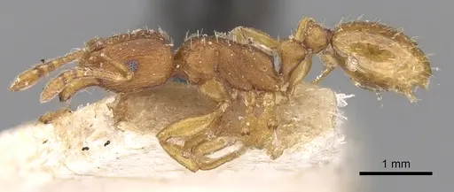 Tetramorium delagoense - CASENT0906131