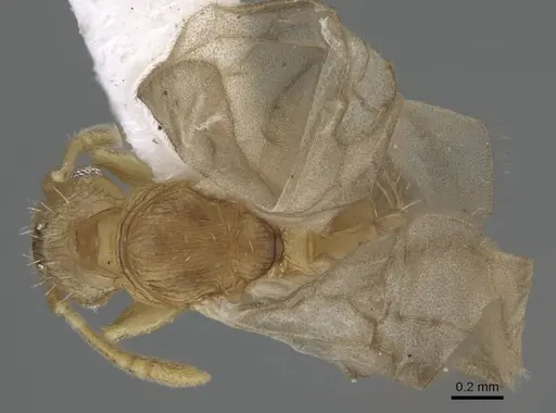 Tetramorium delagoense - LACMENT323518