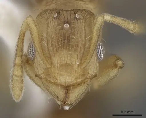 Tetramorium delagoense - LACMENT323518