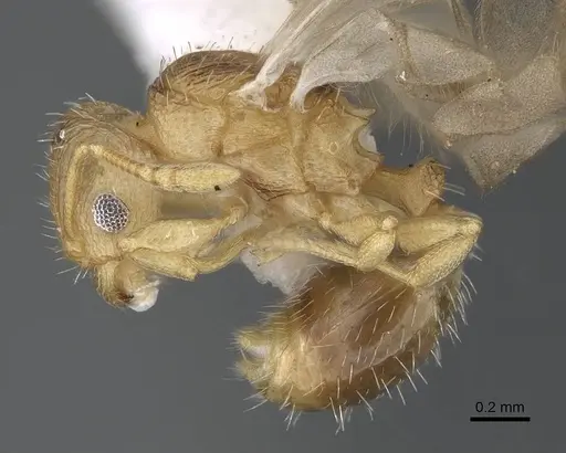 Tetramorium delagoense - LACMENT323518