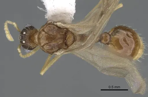 Tetramorium delagoense - LACMENT323527