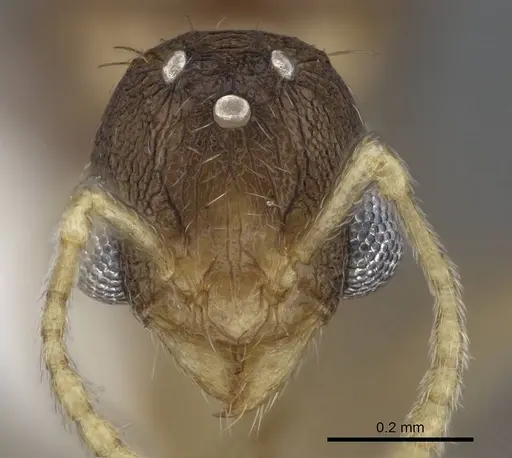 Tetramorium delagoense - LACMENT323527