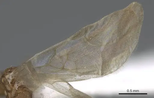 Tetramorium delagoense - LACMENT323527