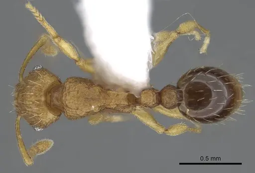 Tetramorium delagoense - LACMENT323529