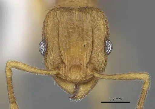 Tetramorium delagoense - LACMENT323529