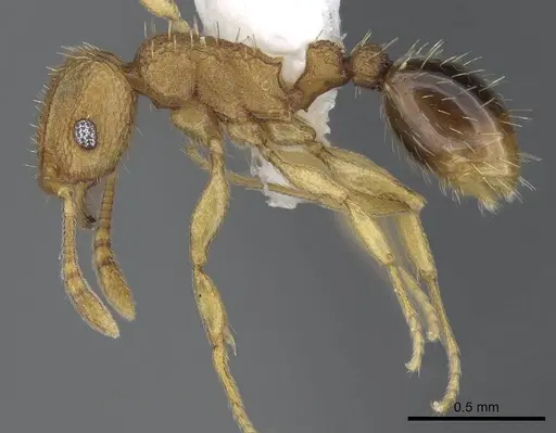 Tetramorium delagoense - LACMENT323529