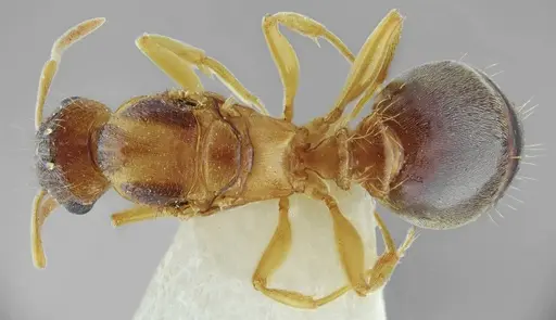 Tetramorium densopilosum specimen