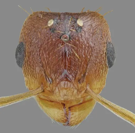 Tetramorium densopilosum specimen