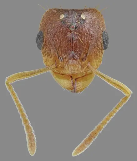Tetramorium densopilosum specimen