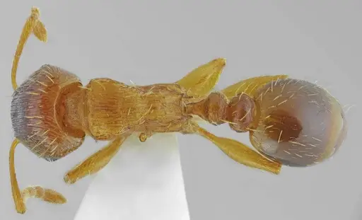 Tetramorium densopilosum - ANTWEB1008965