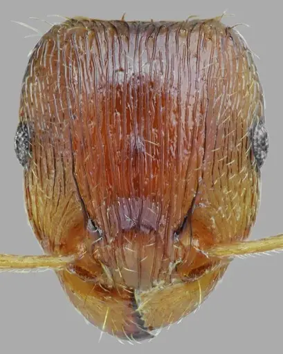 Tetramorium densopilosum - ANTWEB1008965
