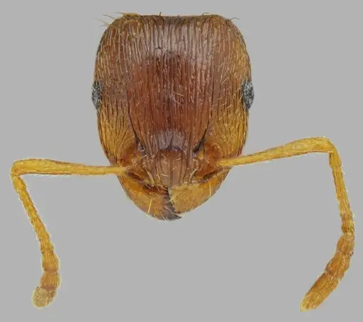 Tetramorium densopilosum - ANTWEB1008965