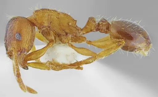 Tetramorium densopilosum - ANTWEB1008965