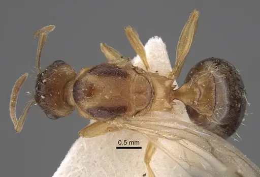 Tetramorium densopilosum - CASENT0917417