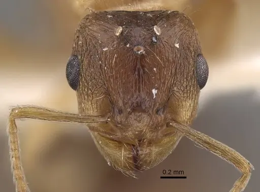 Tetramorium densopilosum - CASENT0917417