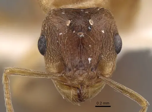 Tetramorium densopilosum - CASENT0917417