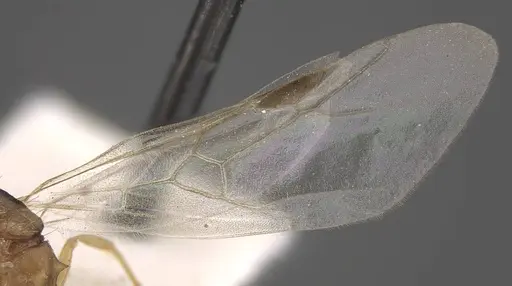 Tetramorium densopilosum - CASENT0917417