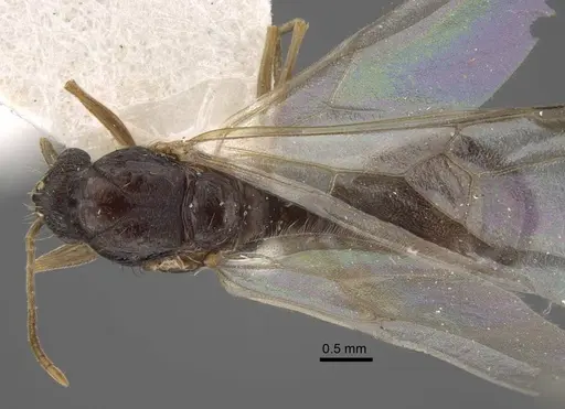 Tetramorium densopilosum - CASENT0917418