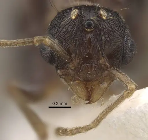 Tetramorium densopilosum - CASENT0917418