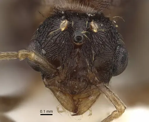 Tetramorium densopilosum - CASENT0917418