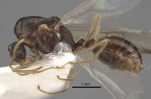 Tetramorium densopilosum - CASENT0917418
