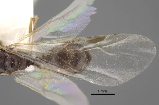 Tetramorium densopilosum - CASENT0917418