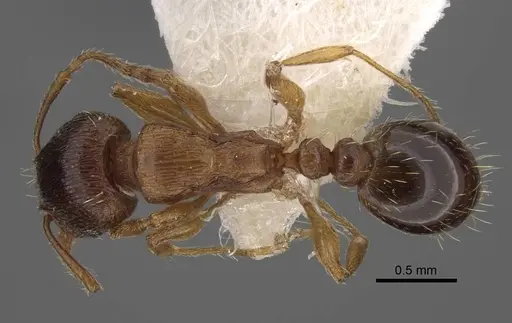 Tetramorium densopilosum - CASENT0917419