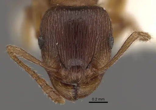 Tetramorium densopilosum - CASENT0917419
