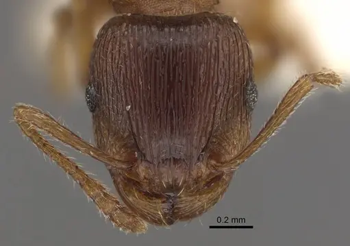 Tetramorium densopilosum - CASENT0917419