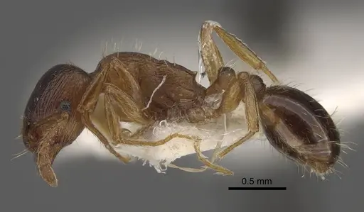 Tetramorium densopilosum - CASENT0917419