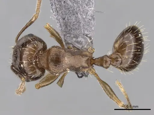 Tetramorium depressiceps specimen