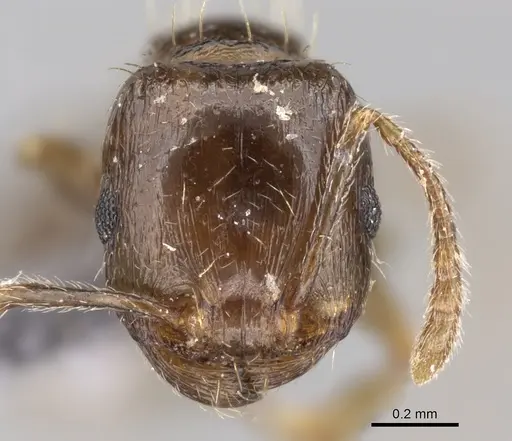 Tetramorium depressiceps specimen