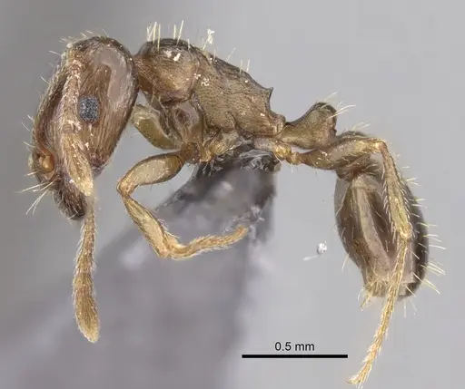Tetramorium depressiceps specimen
