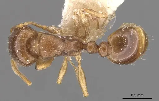 Tetramorium depressum specimen