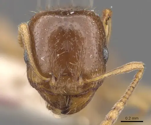 Tetramorium depressum specimen