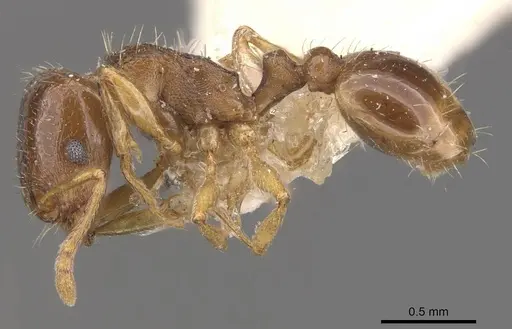 Tetramorium depressum specimen