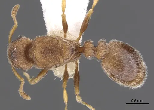 Tetramorium desertorum specimen