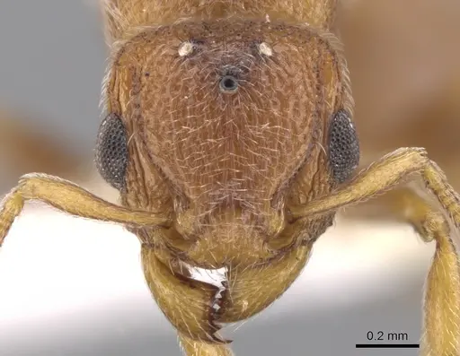 Tetramorium desertorum specimen