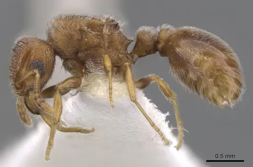 Tetramorium desertorum specimen