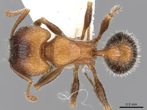 Tetramorium dichroum specimen