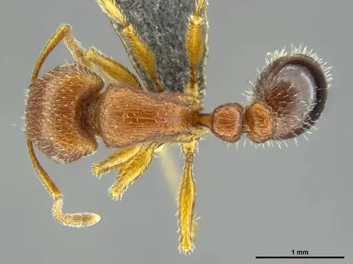 Tetramorium dichroum - CASENT0746320