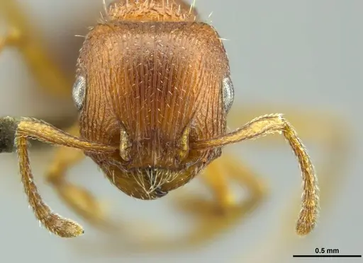 Tetramorium dichroum - CASENT0746320