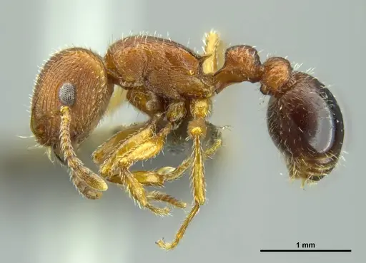 Tetramorium dichroum - CASENT0746320