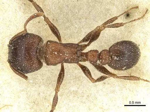 Tetramorium dichroum - CASENT0915004