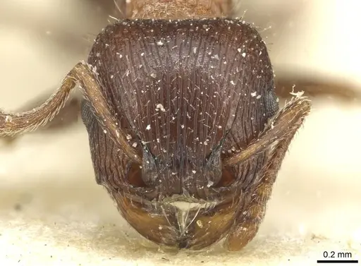 Tetramorium dichroum - CASENT0915004