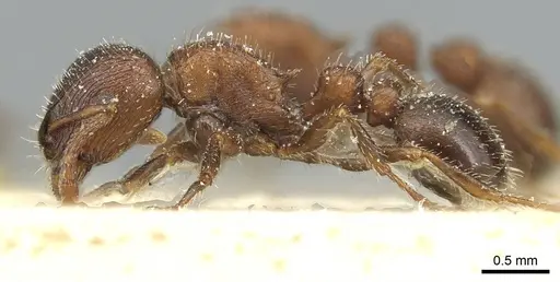 Tetramorium dichroum - CASENT0915004