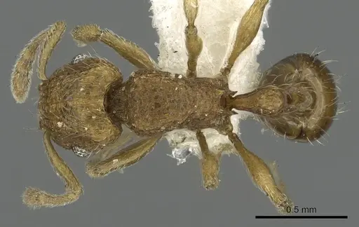 Tetramorium difficile specimen